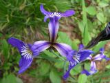 Iris setosa. Цветок. Хабаровский край, Ванинский р-н, бухта Сизиман. 06.08.2005.