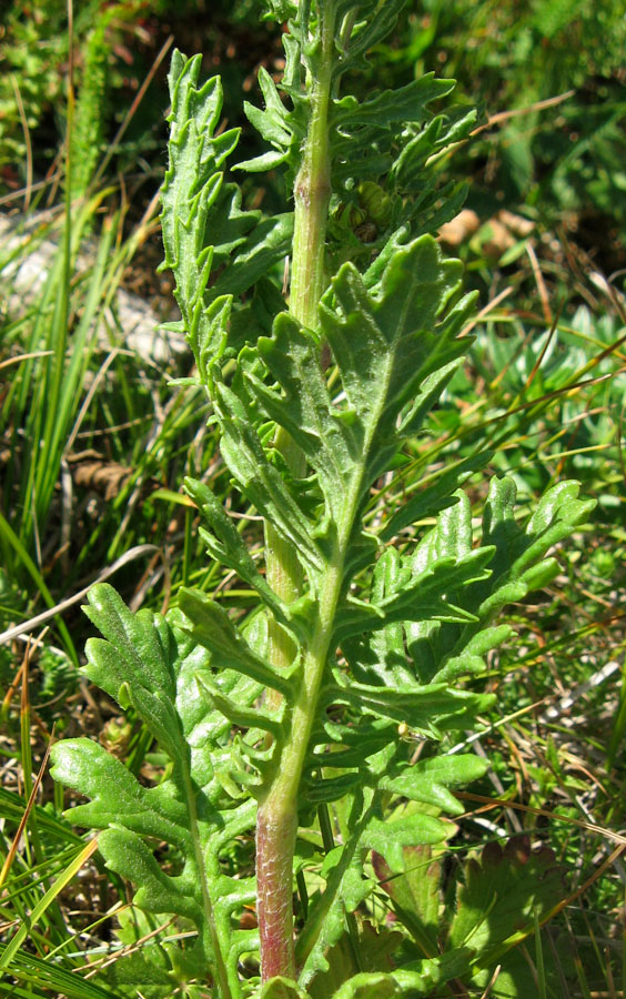 Image of Senecio tauricus specimen.