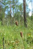 Carex lasiocarpa