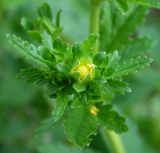 Potentilla norvegica