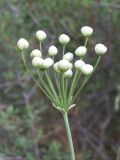 Hyalolaena bupleuroides