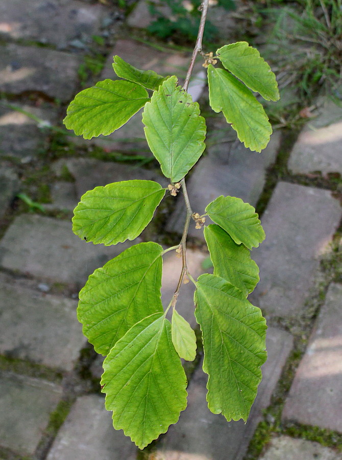 Изображение особи Hamamelis virginiana.