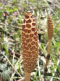 Equisetum telmateia