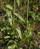 Valeriana tuberosa