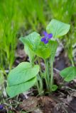 Viola hirta