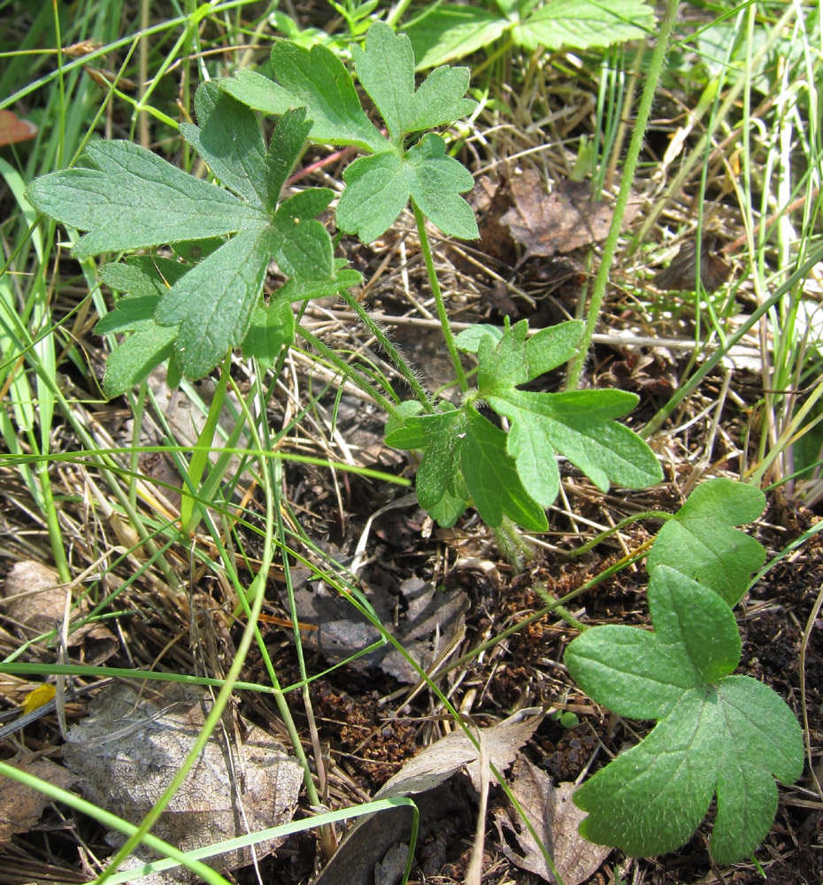 Изображение особи род Ranunculus.