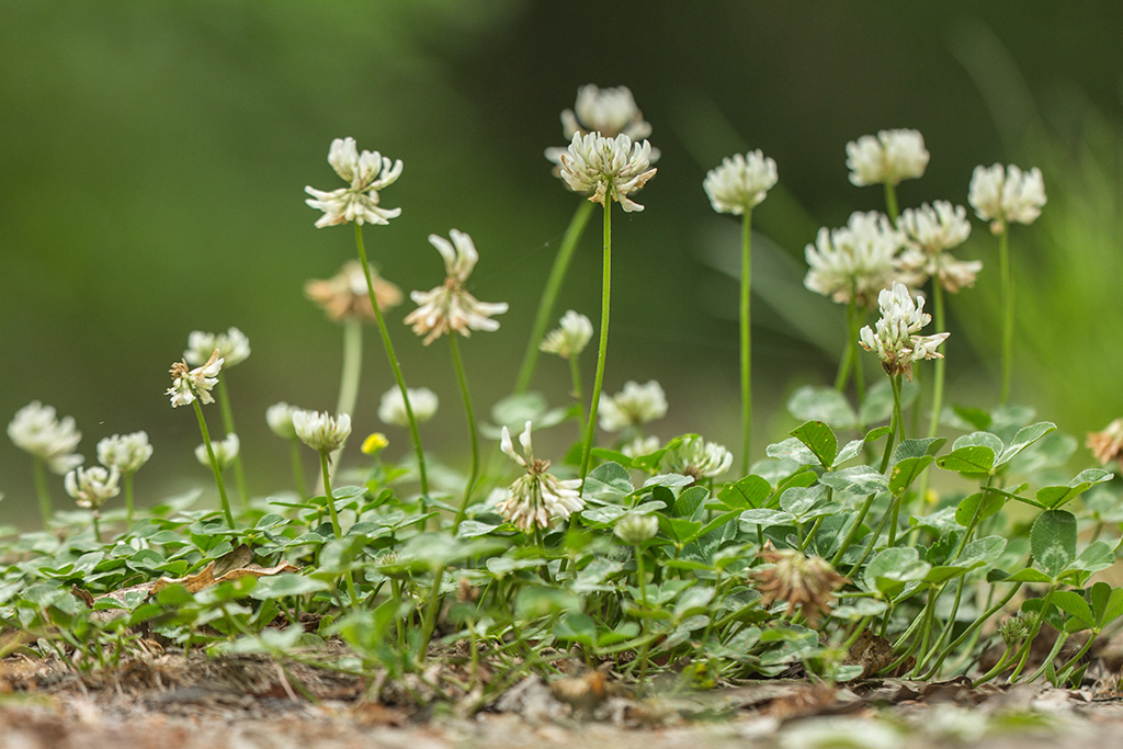 Image of Trifolium repens specimen.