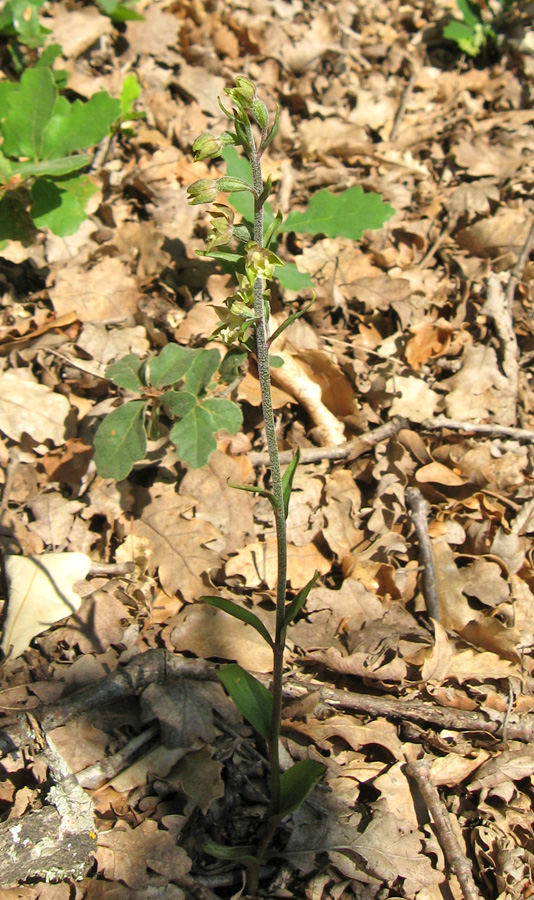 Изображение особи Epipactis microphylla.