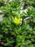 Potentilla subspecies paradoxa