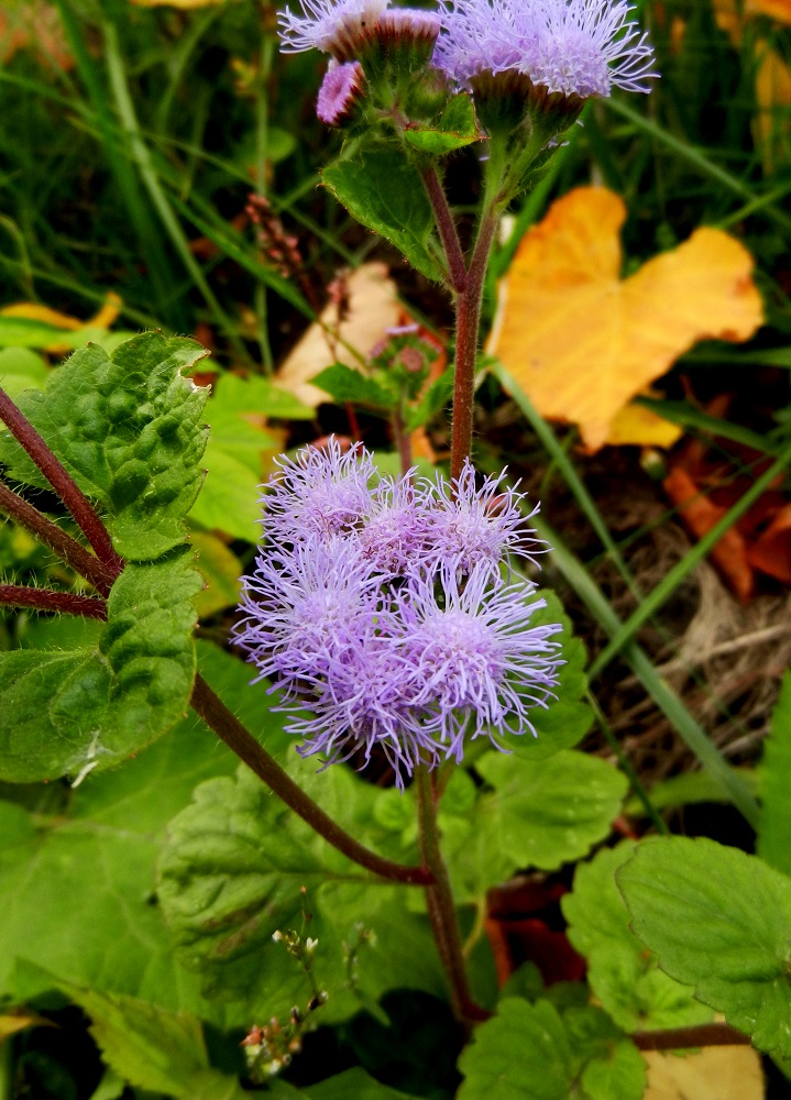 Image of Ageratum houstonianum specimen.