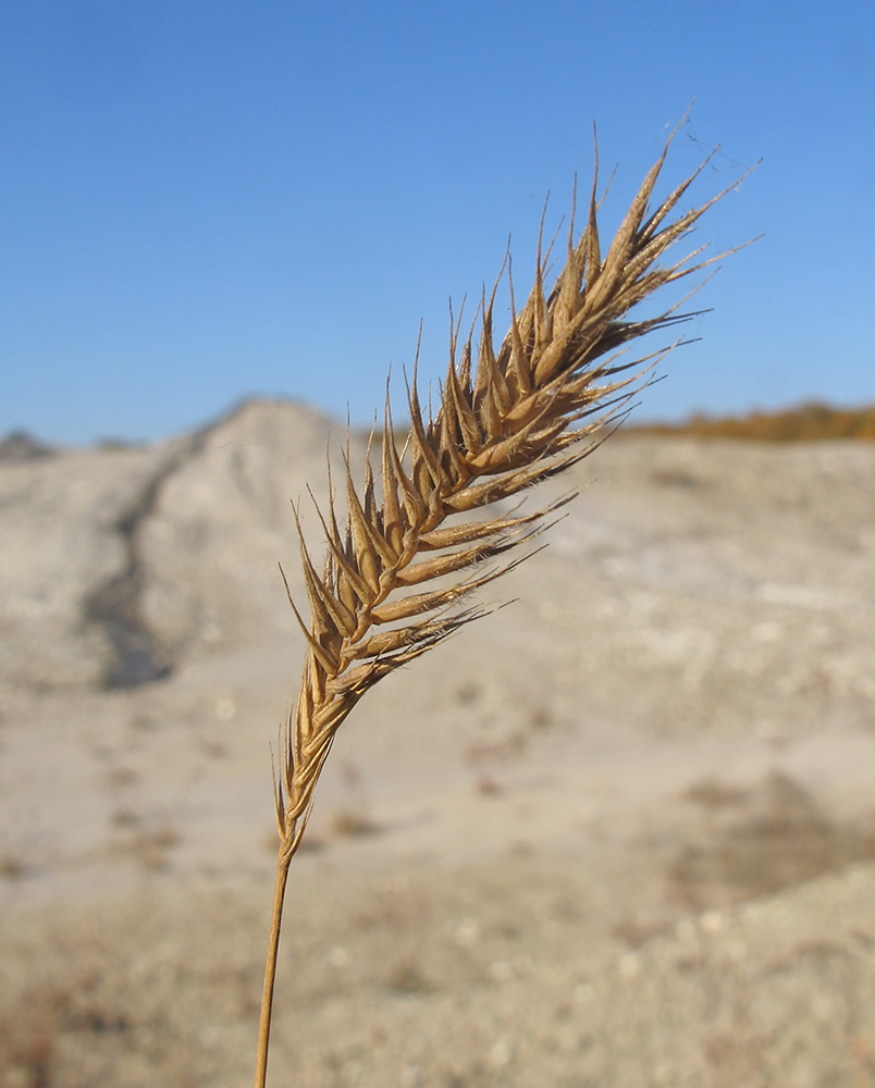 Изображение особи Agropyron pectinatum.