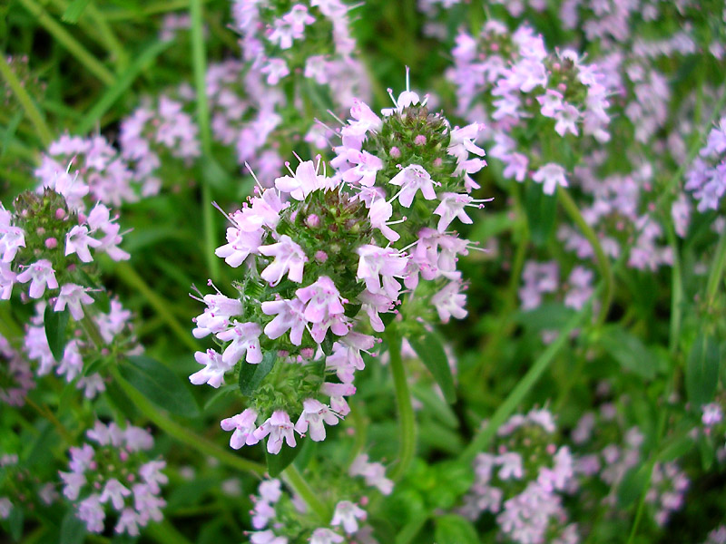 Изображение особи Thymus pulegioides.