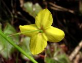 Epimedium colchicum. Цветок. Краснодарский край, Сочи, окр. Адлера, широколиственный лес. 15.02.2015.