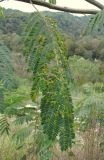 Albizia julibrissin