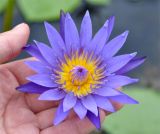 Nymphaea nouchali var. caerulea