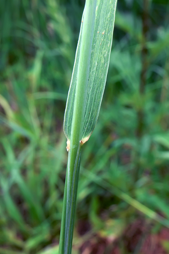 Изображение особи Elytrigia repens.