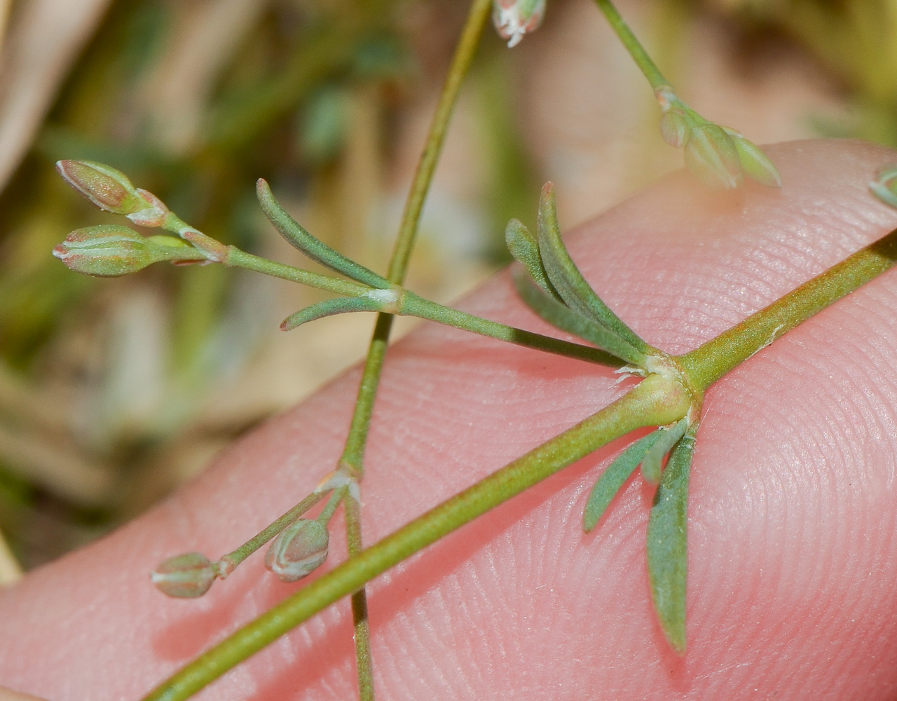 Изображение особи Polycarpaea robbairea.