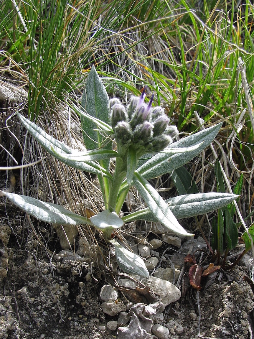 Image of Saussurea kuschakewiczii specimen.