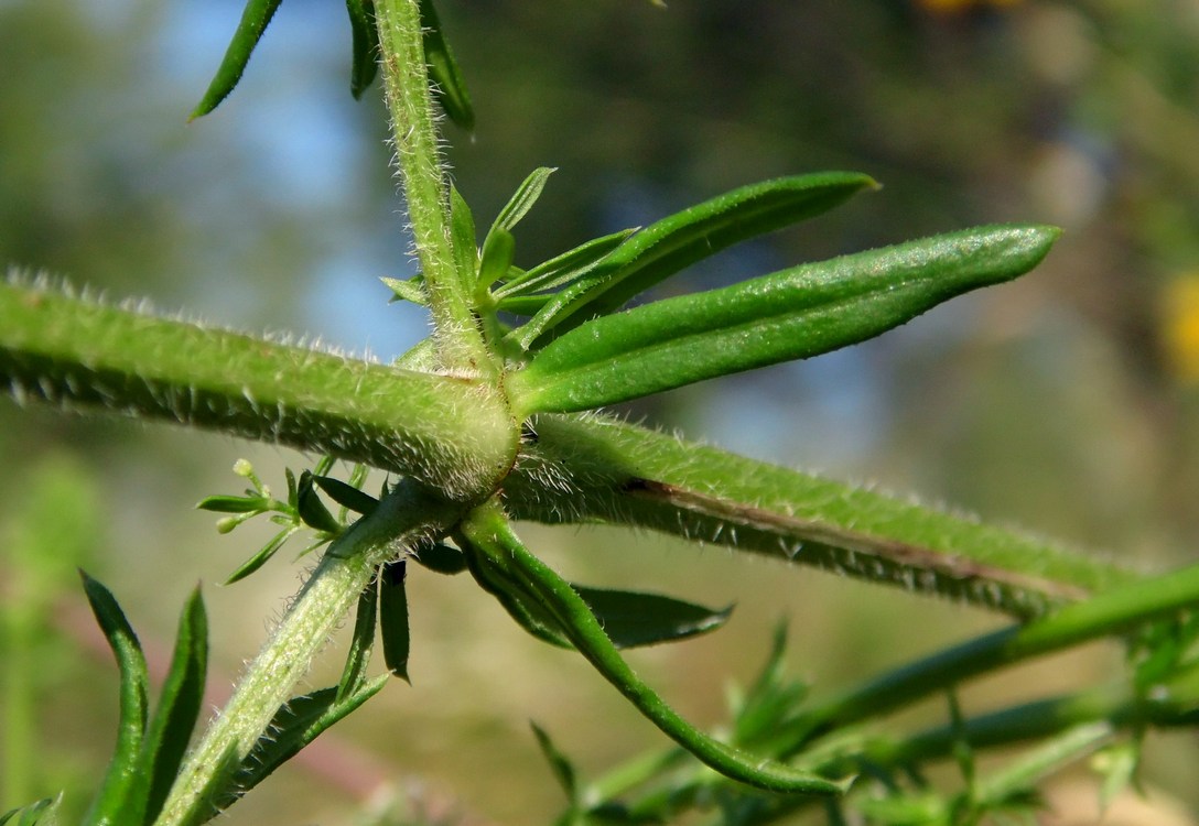 Изображение особи Galium humifusum.