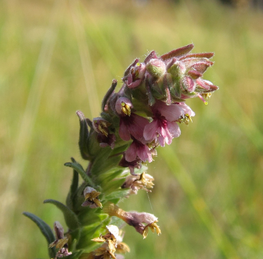 Изображение особи Odontites vulgaris.