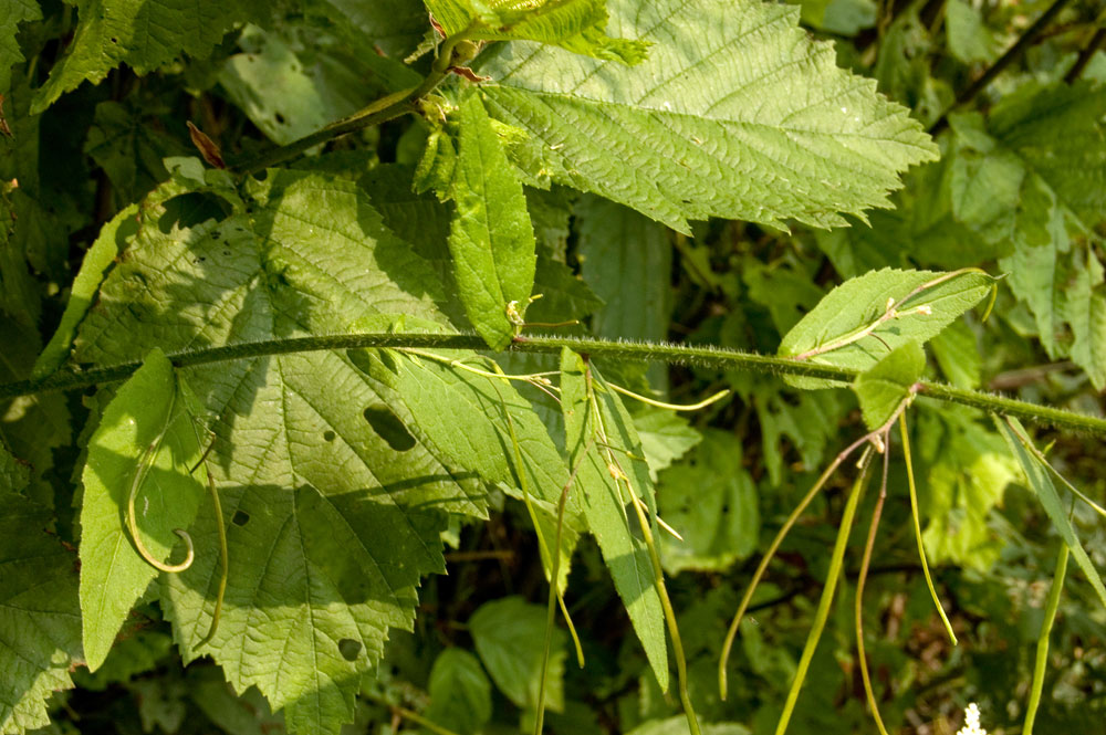 Image of Arabis pendula specimen.