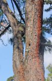 Pinus palustris. Средняя часть ствола и нижняя часть одной из скелетных ветвей взрослого дерева. Черноморское побережье Кавказа, г. Сочи, Дендрарий, в культуре. 7 июня 2016 г.