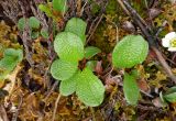 Salix reticulata. Вегетирующее растение, рядом Cassiope tetragona и Diapensia obovata. Чукотка, Пегтымельский хребет, верховье реки Гытолькыль (приток реки Пегтымель), тундра. 21.07.2014.