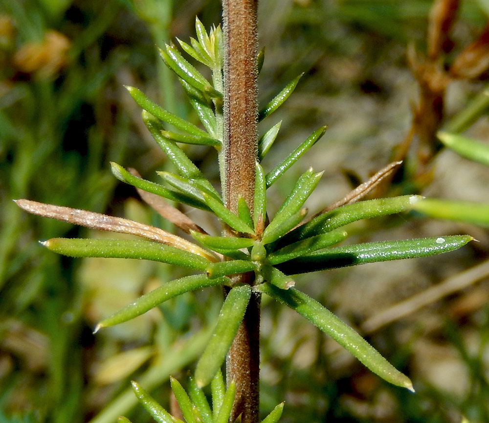 Изображение особи Galium verum.