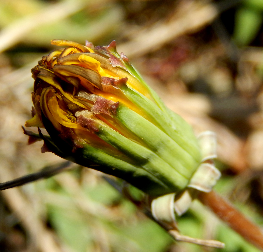 Изображение особи Taraxacum erythrospermum.