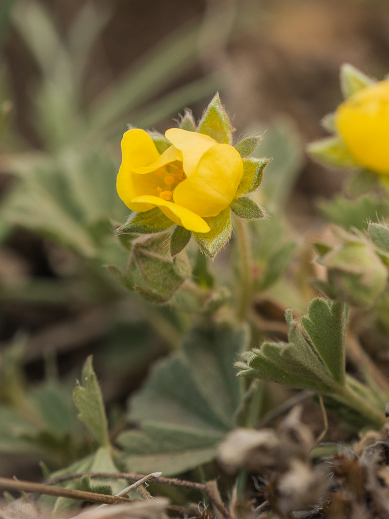 Изображение особи Potentilla incana.