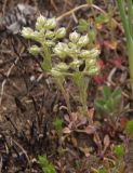 Alyssum minutum