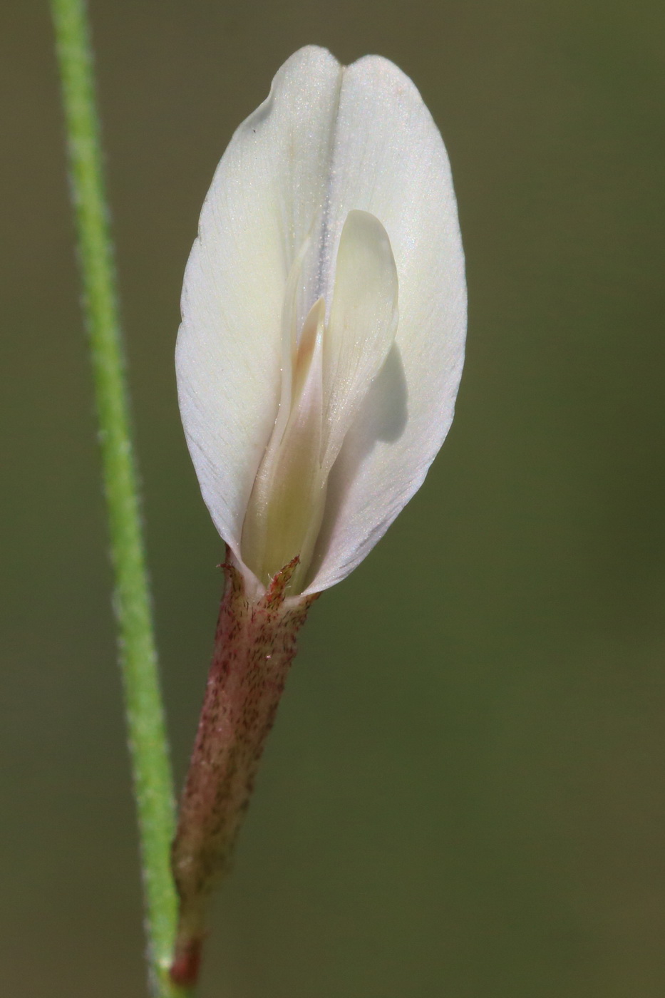 Изображение особи Astragalus ucrainicus.