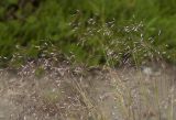 Agrostis trinii