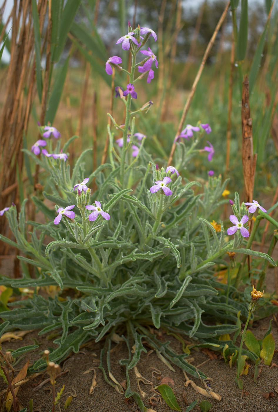 Изображение особи Matthiola sinuata.