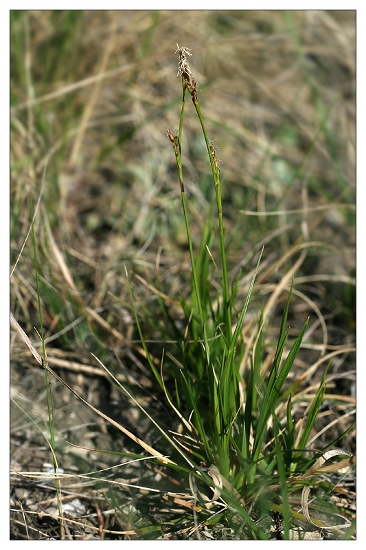 Изображение особи Carex pediformis.