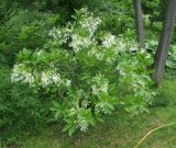 Chionanthus virginicus. Цветущий куст. Москва, Воробьёвы горы, Ботанический сад МГУ, в культуре. 04.06.2018.