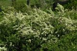 Spiraea hypericifolia