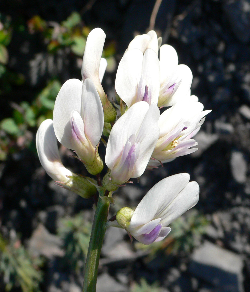 Изображение особи Astragalus tugarinovii.