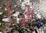 Rumex arcticus