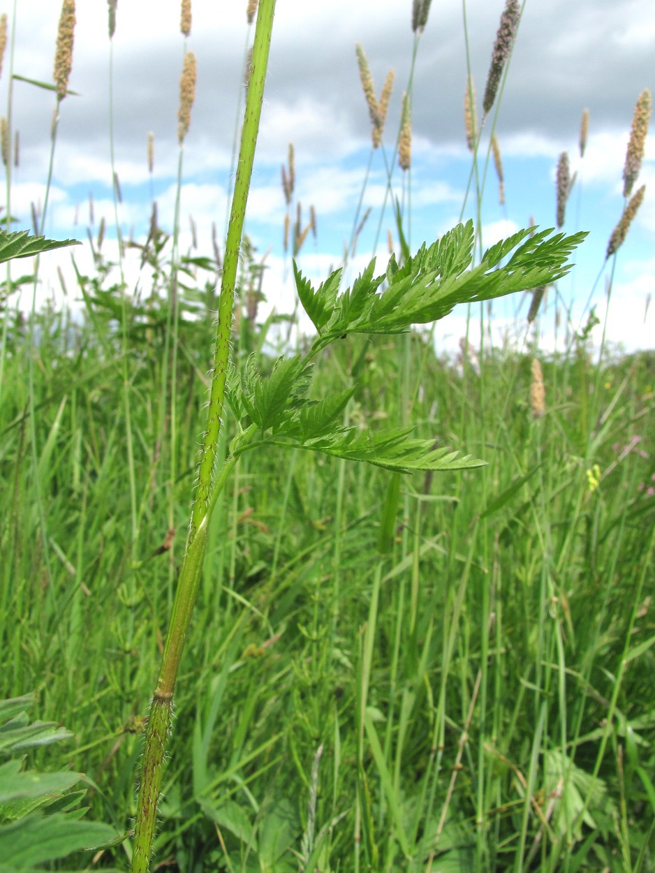 Изображение особи Chaerophyllum prescottii.