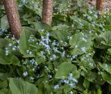 Brunnera sibirica