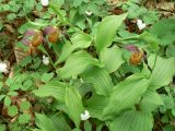 Cypripedium calceolus