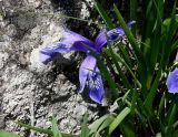 Iris ruthenica. Цветущее растение. Кыргызстан, Иссык-Кульская обл., Григорьевское ущелье, берег ручья. 31.05.2019.