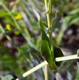 Myagrum perfoliatum