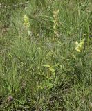 Rhinanthus pumilus