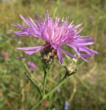 Centaurea подвид substituta