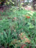 Molinia caerulea. Соцветие. Украина, Волынская обл., Ратновский р-н, северо-восточные окрестности с. Комарово, лес на дюне. 26 июля 2010 г.