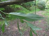 Salix alba. Лист с аномальным жилкованием (вид на абаксиальную поверхность). Краснодарский край, Абинский р-н, ст-ца Холмская, берег р. Хабль. 14.06.2020.