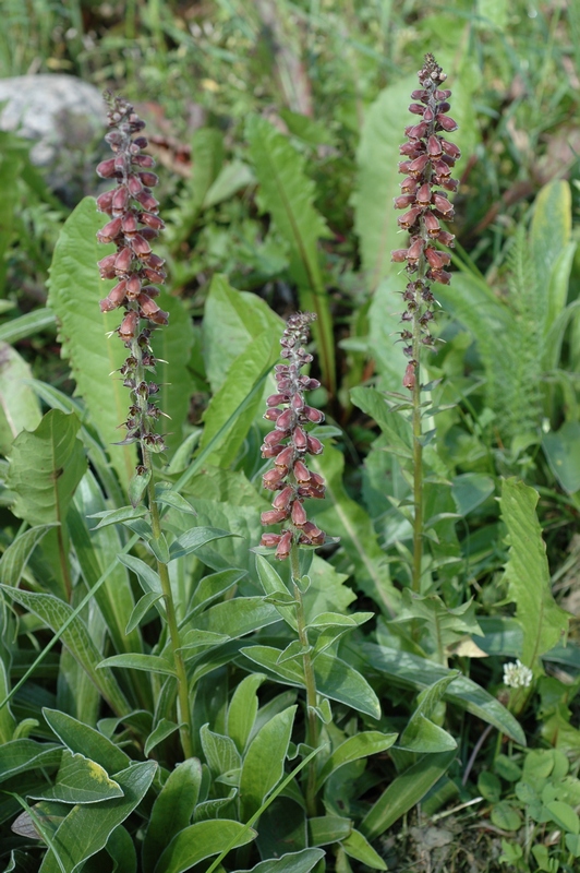 Изображение особи Digitalis ferruginea.