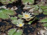 Nymphaea alba